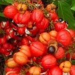 Guarana-Fruit